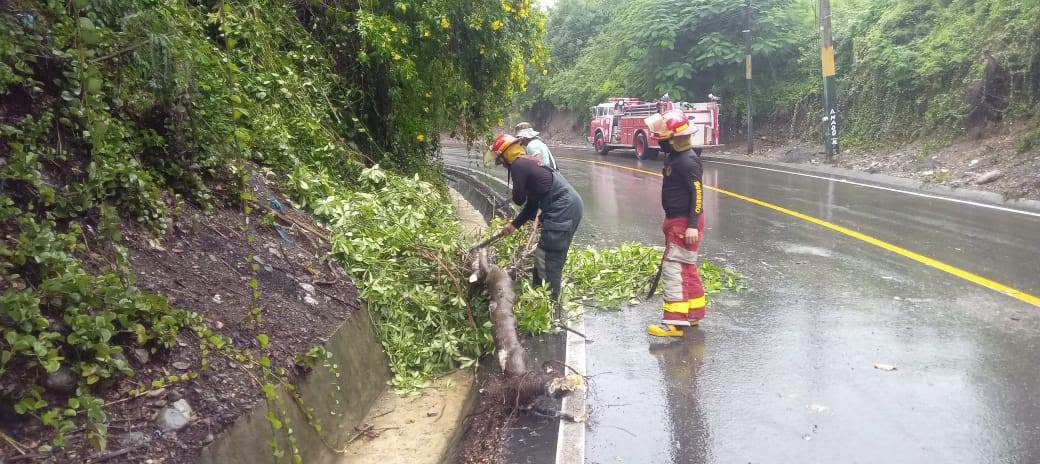 Dos bomberos trabajan junto al tronco de un árbol caído al borde de la carretera