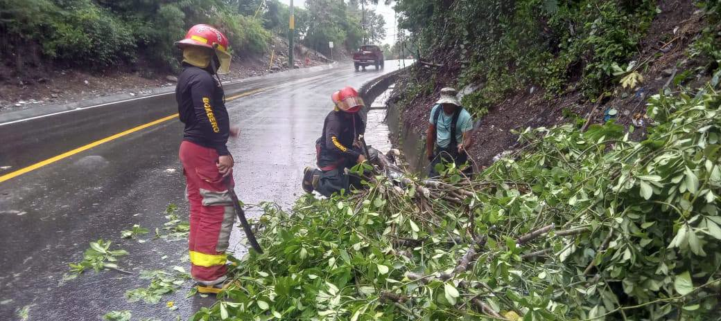 Bomberos y un brigadista cortan ramas de un árbol junto a una cuneta